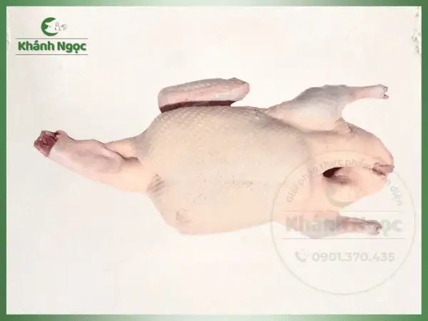 Vịt Bọng Tươi Size Vừa (Cỡ Lỡ) Giá Sỉ - Làm Sạch Lông, Chuyên Dùng Cho Quán Vịt Nướng, Vịt Quay