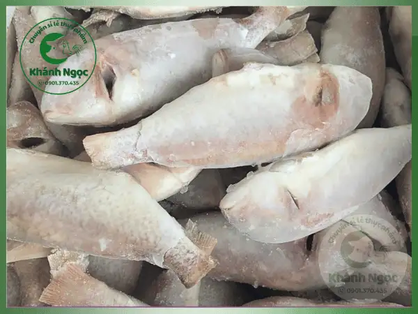 Cá Đổng Chàm Đông Lạnh Giá Sỉ - Thịt Trắng, Săn Chắc Cho Quán Cơm, Bếp Công Nghiệp