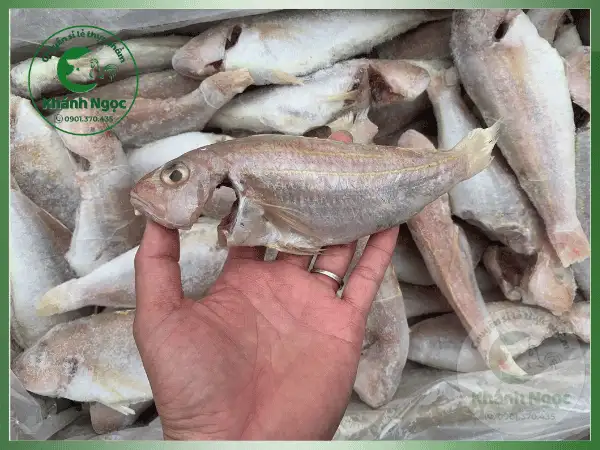 Cá Đổng Chàm Đông Lạnh Giá Sỉ - Thịt Trắng, Săn Chắc Cho Quán Cơm, Bếp Công Nghiệp - Ảnh 2