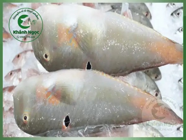 Cá Mó Đông Lạnh Giá Sỉ - Thịt Trắng Dai, Ít Xương Cho Quán Cơm, Bếp Công Nghiệp