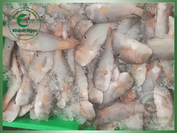 Cá Mó Đông Lạnh Giá Sỉ - Thịt Trắng Dai, Ít Xương Cho Quán Cơm, Bếp Công Nghiệp - Ảnh 2