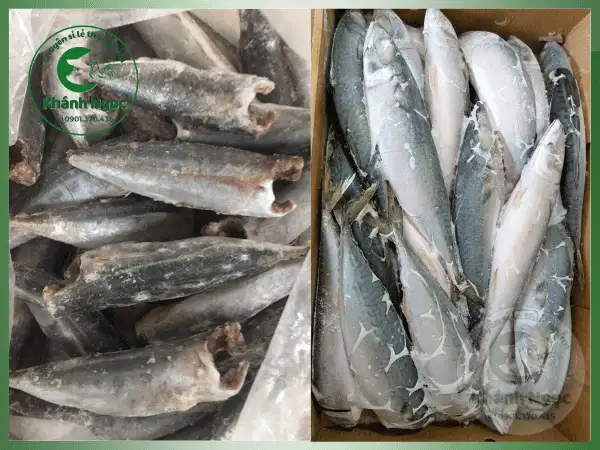 Cá Nục Đông Lạnh Giá Sỉ - Thịt Săn Chắc, Tối Ưu Chi Phí Cho Quán Cơm, Bếp Công Nghiệp - Ảnh 3