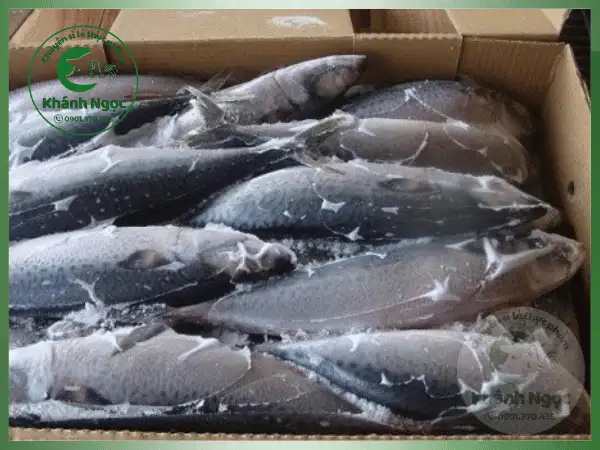 Cá Saba Đông Lạnh Giá Sỉ - Thịt Béo Ngậy, Giàu Dinh Dưỡng Cho Quán Cơm, Nhà Hàng