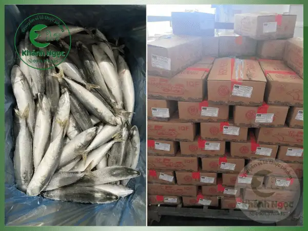 Cá Saba Đông Lạnh Giá Sỉ - Thịt Béo Ngậy, Giàu Dinh Dưỡng Cho Quán Cơm, Nhà Hàng - Ảnh 4