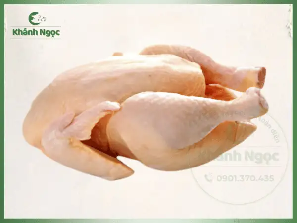 Gà Tam Hoàng Tươi Nguyên Con Giá Sỉ - Da Vàng Ươm, Thịt Chắc Ngọt Cho Nhà Hàng, Quán Cơm - Ảnh 3